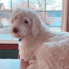 Simba - Double Doodle