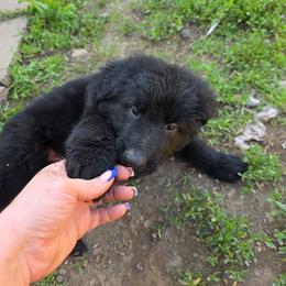 Female 1 - Black female German Shepherd puppy in Leon, West Virginia from Heart2Heart Kennels