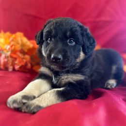Ember - Black Collar - Black female Australian Shepherd puppy in San Marcos, California from Faith Family Freedom Farm