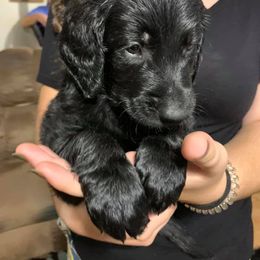 Goldendoodle Puppies from Izzy's Doodles