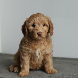 Pink - Caramel female Australian Labradoodle puppy in Williamstown, New York from Lewis Manor Labradoodles