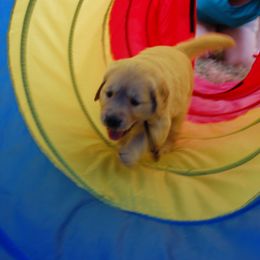 Golden Retriever Puppies from Coralace Goldens