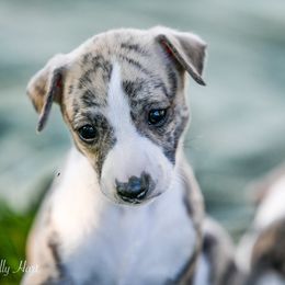 Whippet Puppies from Winstar Whippets