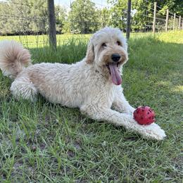 Freya - Goldendoodle