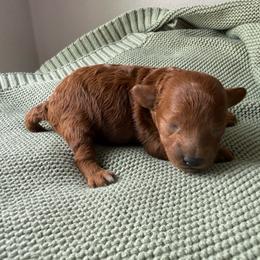 Sienna - Red  female Poodle puppy in Tampa, Florida from The Sweet Life of a Toy Poodle