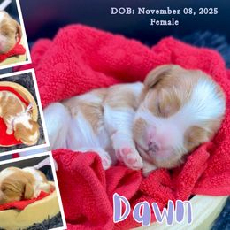 Dawn - Blenheim female Cavalier King Charles Spaniel puppy in El Dorado Springs, Missouri from Cavish's Missouri Cavaliers, Cavapoos, and Miniature Poodles