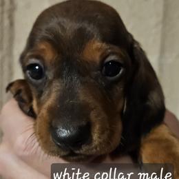 Boy 4-White Collar - Red male Dachshund puppy in La Pine, Oregon from Lil Deschutes