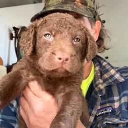 Chesapeake Bay Retriever Puppies from Ghost Dog Chesapeakes