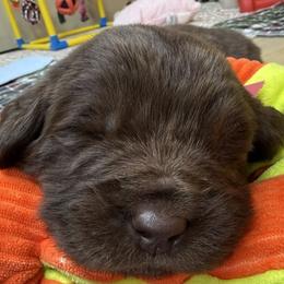 Purple Female - Brown female Newfoundland puppy in Pottstown, Pennsylvania from Latin of Course Newfoundlands