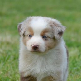 Australian Shepherds from Sipsey River Australian Shepherds