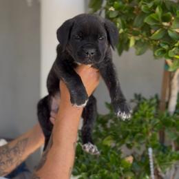 Girl 1 - Black brindle female Cane Corso puppy in California from Donato Kennels