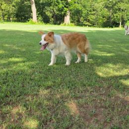 Honey - Border Collie