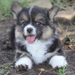 Black Tri Female - Black and tan female Pembroke Welsh Corgi puppy in Cameron, Texas from Moonstone Corgis & Frenchies