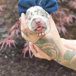 Blue collar - Harlequin male Great Dane puppy in Warren, Ohio from Loyal-Loves Great Danes
