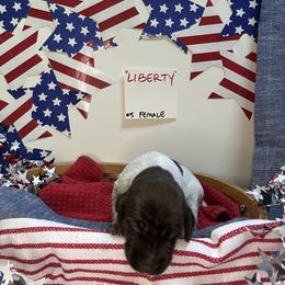 Liberty - Liver roan female German Shorthaired Pointer puppy in Mineral, Virginia from Blue Kai Kennels