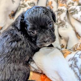 Luna - Black & white female Maltipoo puppy in Boston, Kentucky from MountCarmelPuppies