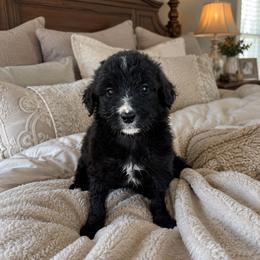 Elizabeth - Black and white female Bernedoodle puppy in Holden, Missouri from Mid-West Bernedoodles