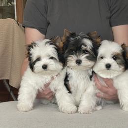 Biewer Terrier Puppies from My Beautiful Tribe