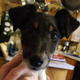 Harrier and Smooth Fox Terrier Puppies from Sheez-Beez Kennel