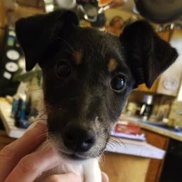 Harrier and Smooth Fox Terrier Puppies from Sheez-Beez Kennel