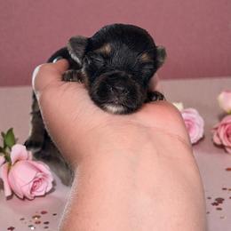 Tawny 2400 - Black and tan female Yorkshire Terrier puppy in Midland, Texas from Southern Yorkie Pies
