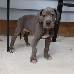 Sally - Blue and white female Great Dane puppy in Marshall, Michigan from Dream K9
