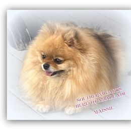 Maissie - Pomeranian