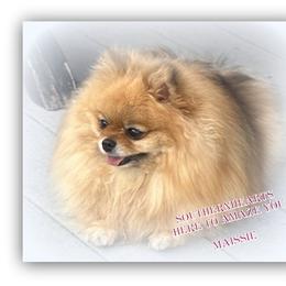 Maissie - Pomeranian