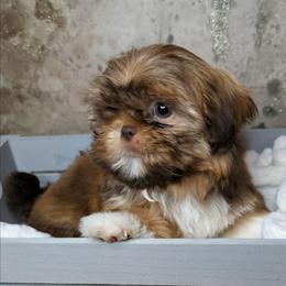 Honey AKC - Liver and white female Shih Tzu puppy in Merced, California from Topknot Shih Tzus
