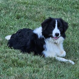 Border Collies from LacyLane's Border Collies