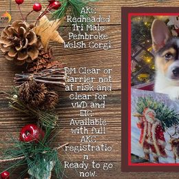 Pembroke Welsh Corgi Puppies from Broken Arrow Corgis