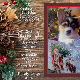 Pembroke Welsh Corgi Puppies from Broken Arrow Corgis
