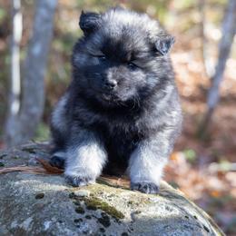 Pomsky Puppies from New World Pomskies