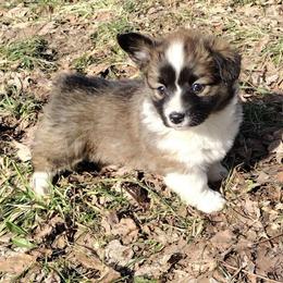 Fluffy, triple clear, OFA parents, ckc - Black and tan female American Corgi puppy in Harpursville, New York from Rex Farm Corgis