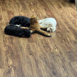 Cocker Spaniel Puppies from Camelot