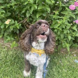 Cocker Spaniel All Grown Up from Trulove Cocker Spaniels