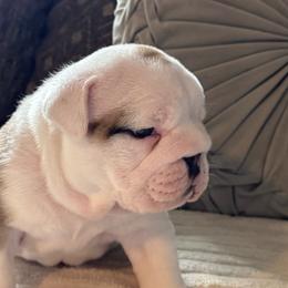 Sheriff Woody - Red and white male Bulldog puppy in Fayettville Ar, Arkansas from Ozark Bulldogs