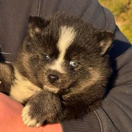 Apollo Rare Black, White, and Silver Stunner - Black and white male Pomsky puppy in Perkins, Oklahoma from A-Dream Pomsky Kennel
