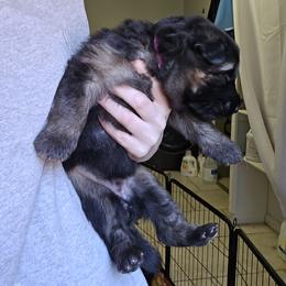 German Shepherd Puppies from Hughes shepherds