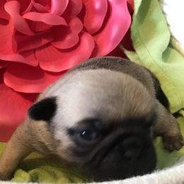 Boy 1 - Fawn male Pug puppy in Lookout, West Virginia from Khloe’s WV Pugs