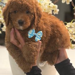 Fluffy - Red  male Goldendoodle puppy in Yuciapa, California from AlltheDoodlez_
