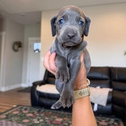 Point - Brown Collar - Blue female Weimaraner puppy in Riverside, Utah from Blue Phantom Kennels