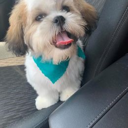 Shih Tzu All Grown Up from Hjo’s Pupdates
