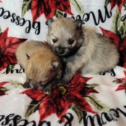 Pomeranians from Barcenas Poms