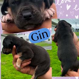 Gin - Black male Great Dane puppy in Wellsville, New York from Prophecy Danes