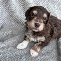 Aussiedoodle Puppies from Kingsden Aussies and doodles