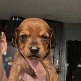 Solo - Red female Dachshund puppy in Farmington, Missouri from Southeast mo Miniature dachshunds