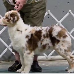 Tripp - Australian Shepherd