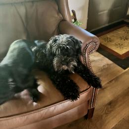Not A Dachshund Purebred Miniature Schnauzer - Black female Dachshund puppy in Michigan from Amberly's Dachshunds