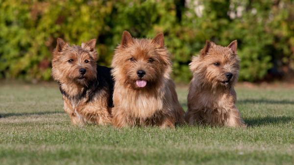 Find Norwich Terrier puppies for sale near Granada Hills, CA
